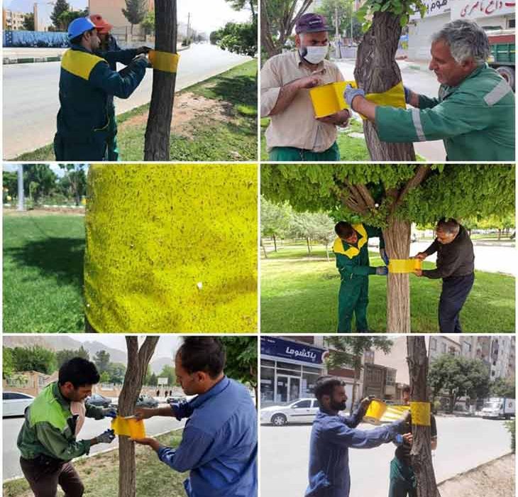 استفاده از تله رنگی به جای سموم شیمیایی در کنترل آفات درختان