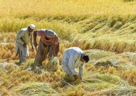 با کشاورزانی که اتباع غیرمجاز را بکارگیری نمایند، برخورد قانونی می شود