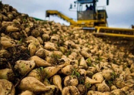 پیش بینی تولید ۴۲۰ هزارتن چغندرقند از مزارع شهرستان کرمانشاه