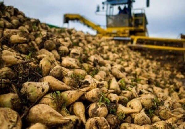 پیش بینی تولید ۴۲۰ هزارتن چغندرقند از مزارع شهرستان کرمانشاه